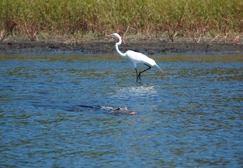 gator and bird in water