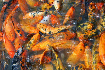 Fototapeta na wymiar pomarańczowy koi fish