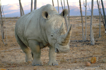 approaching rhino © TiG