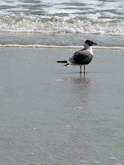 seagull