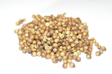 mustard seed