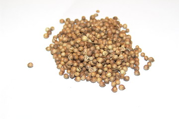 mustart seed