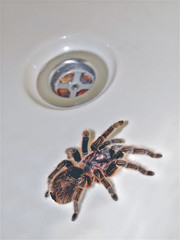 tarantula