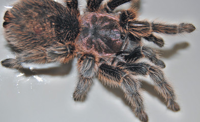tarantula