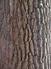 aged tree trunk