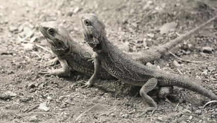 friends