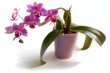 orchidea