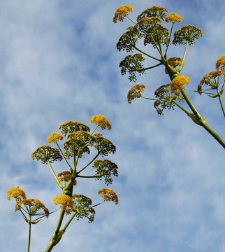 fleurs de fenouil