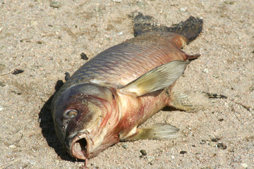 dead fish