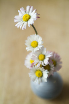 vase of daisis