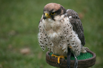 greifvogel
