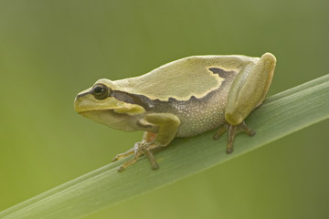 tree frog