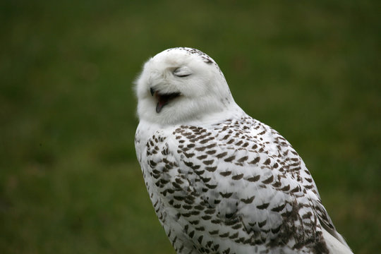 schneeeule