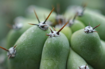 green cacti