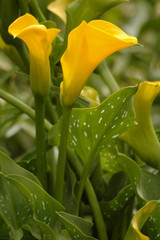Obraz premium yellow and green flower