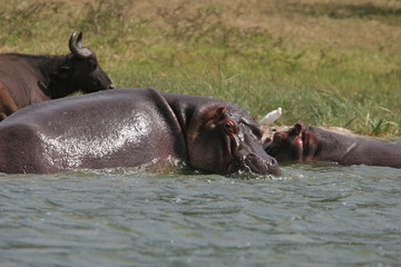 Fototapeta na wymiar hippopotames et buffles