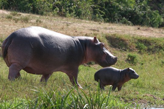 femelle hippo et son petit