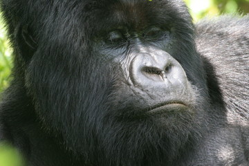 gorille gros plan visage