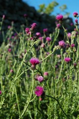 wild thistle