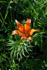 Obraz premium wild flower