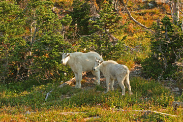 mountain goats