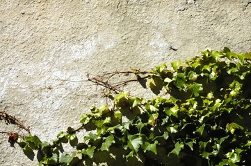 vintage wall background with vines - still life