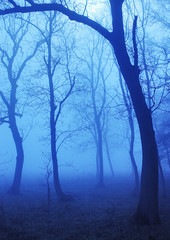 mist and fog woodland