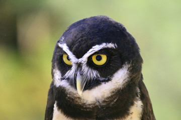 spectacled owl (pulsatrix perspicillata)
