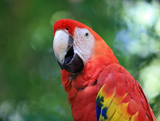 scarlet macaw