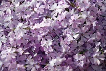 lavender phlox