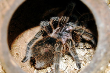 spiders den