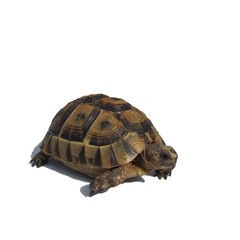 tortue de terre