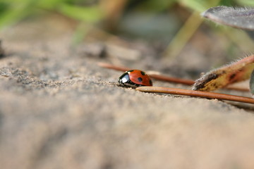ladybug/ladybird