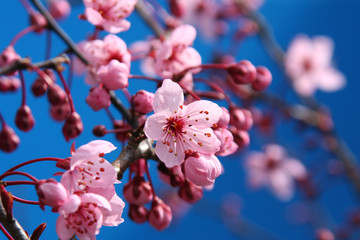 cherry blossom