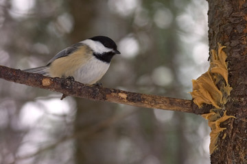 mésange à tête noire 4