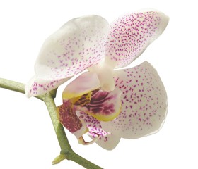 orchid amaranthine pointed pink flower
