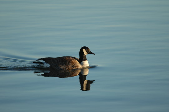candaian goose swimming