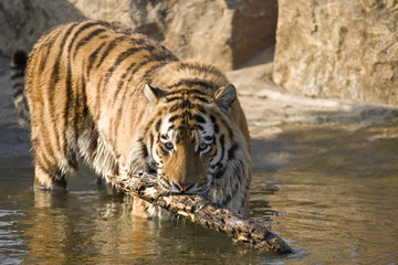 tiger playing