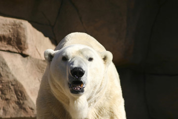 polar bear up close