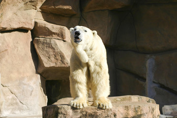 polar bear looking around