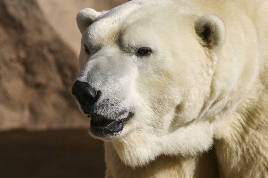 Polar Bear Up Close