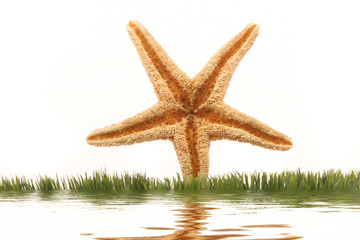 Fototapeta na wymiar beautiful starfish