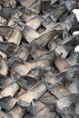 texture of bark on palm tree