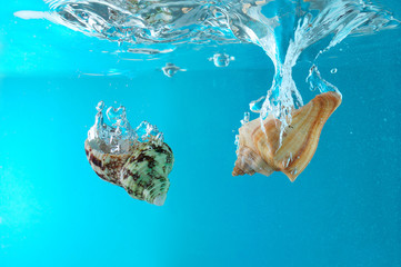 seashells in water