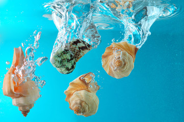 seashells in water