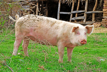 the macedonian pig