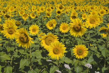 Obraz premium sunflowers galore