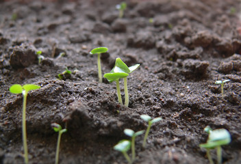 progression of seedling growth.
