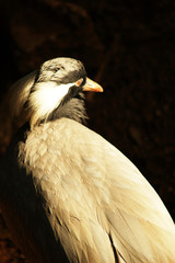 bittern