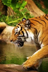 Crédence de cuisine en verre imprimé Tigre tigre